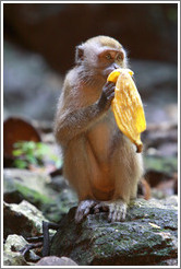 Monkey and banana, Batu Caves.