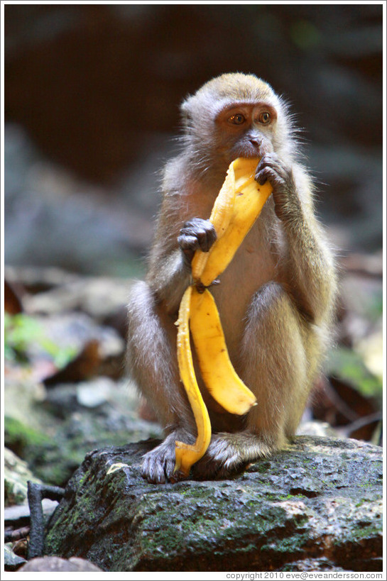 Monkey and banana, Batu Caves.