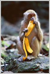 Monkey and banana, Batu Caves.