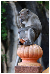 Monkey assuming a Thinker pose while holding coconut shell with his feet, stairway, Batu Caves.