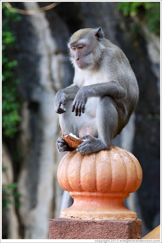 Monkey holding coconut shell with his feet, stairway, Batu Caves.