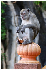 Monkey holding coconut shell with his feet, stairway, Batu Caves.