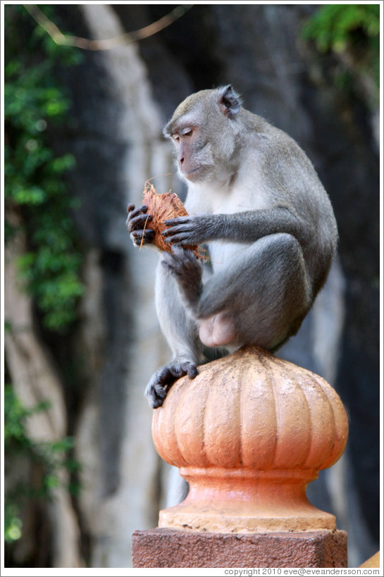 Monkey holding coconut shell, stairway, Batu Caves.