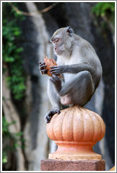 Monkey holding coconut shell, stairway, Batu Caves.