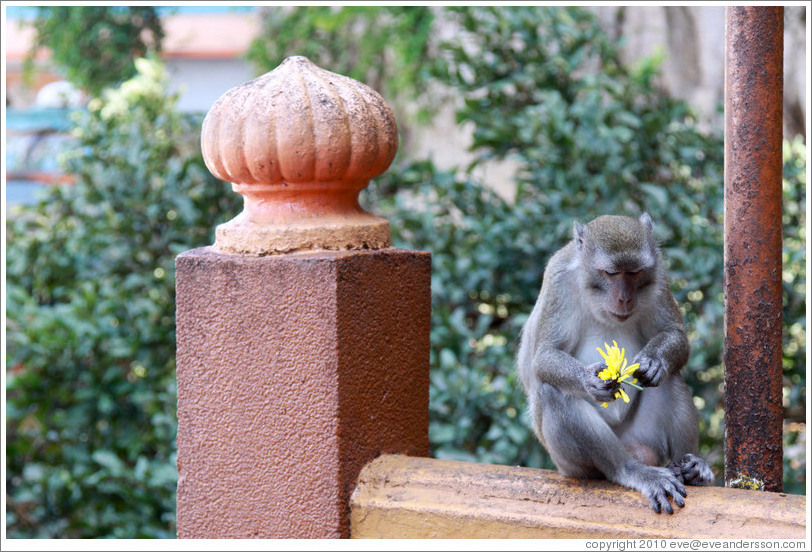 Monkey eating flower, stairway, Batu Caves.
