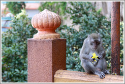 Monkey eating flower, stairway, Batu Caves.