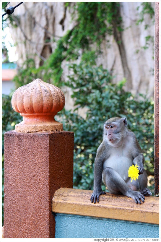 Monkey with flower, stairway, Batu Caves.