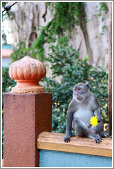 Monkey with flower, stairway, Batu Caves.