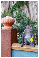 Monkey with flower, stairway, Batu Caves.
