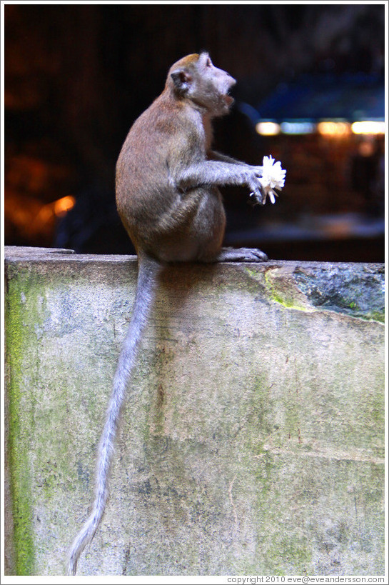 Monkey with flower, Batu Caves.