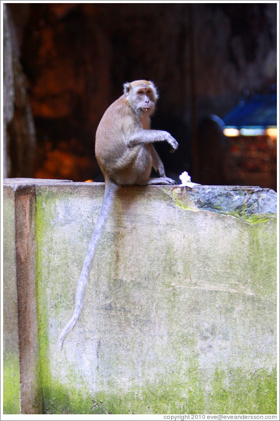 Monkey with flower, Batu Caves.