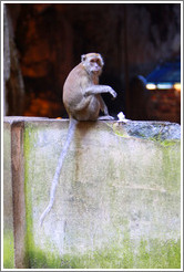 Monkey with flower, Batu Caves.