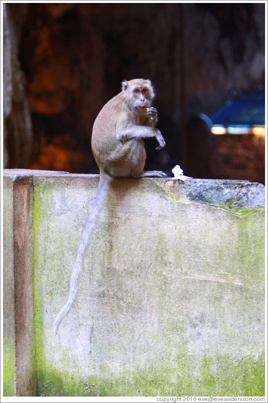Monkey eating flower, Batu Caves.