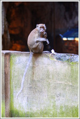 Monkey eating flower, Batu Caves.