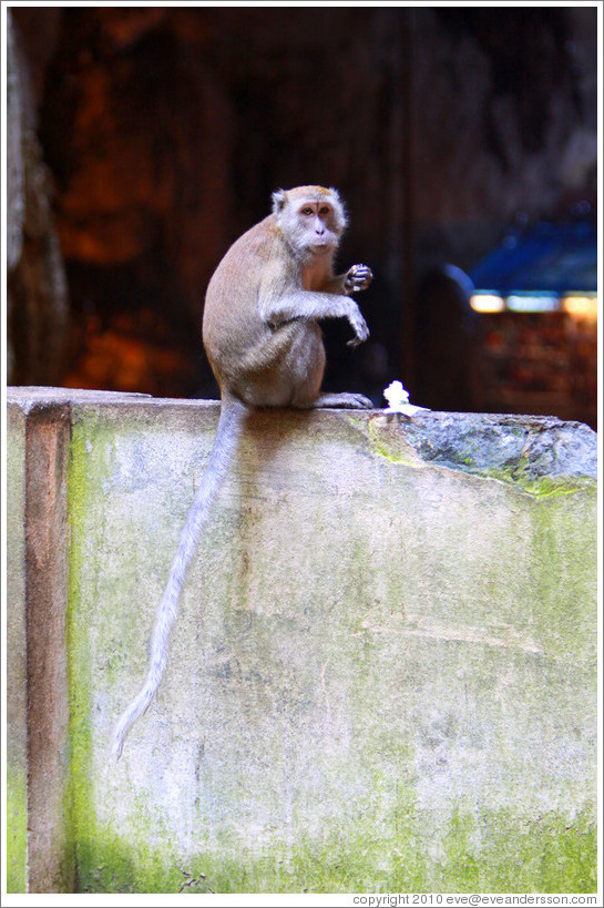 Monkey eating flower, Batu Caves.