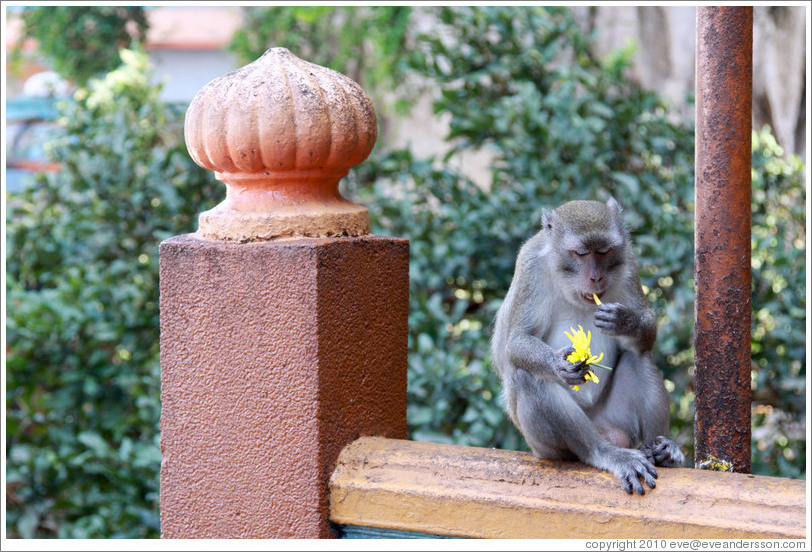 Monkey eating flower, stairway, Batu Caves.