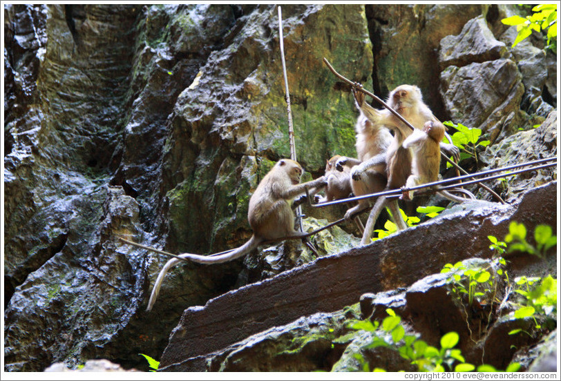 Monkey family, Batu Caves.
