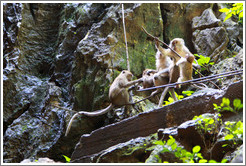 Monkey family, Batu Caves.