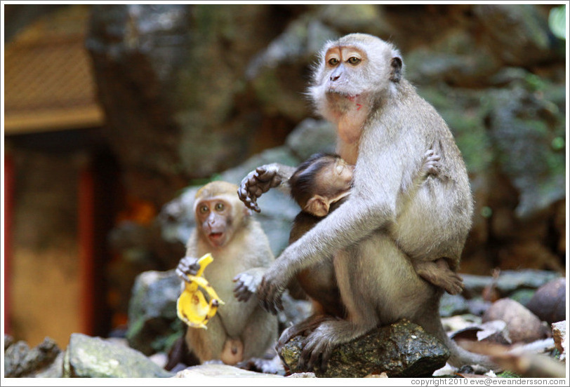 Monkey family, Batu Caves.