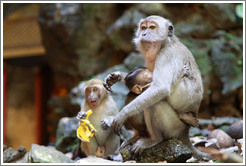 Monkey family, Batu Caves.