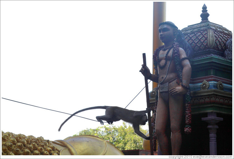 Monkey leaping from wire onto statue, stairway, Batu Caves.