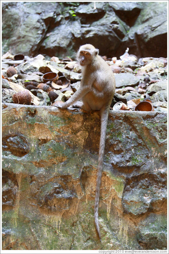 Monkey with tail hanging down, Batu Caves.