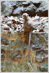 Monkey with tail hanging down, Batu Caves.