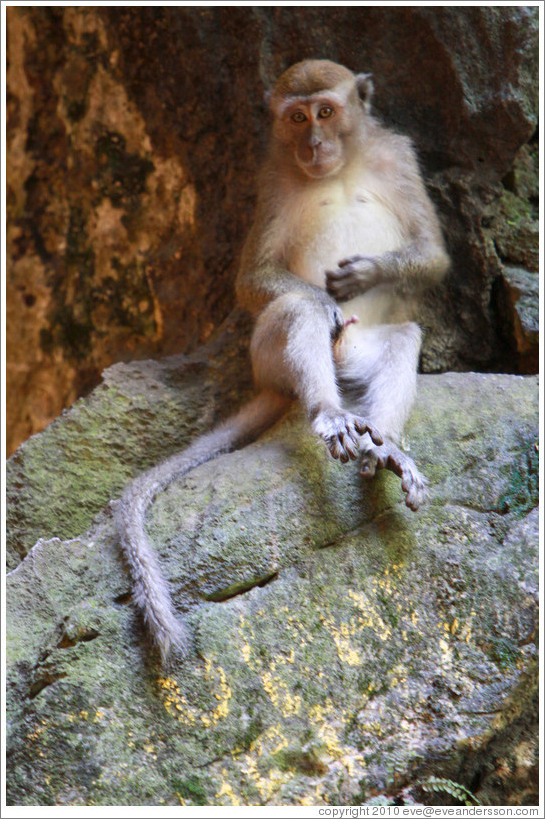 Monkey masturbating, Batu Caves.