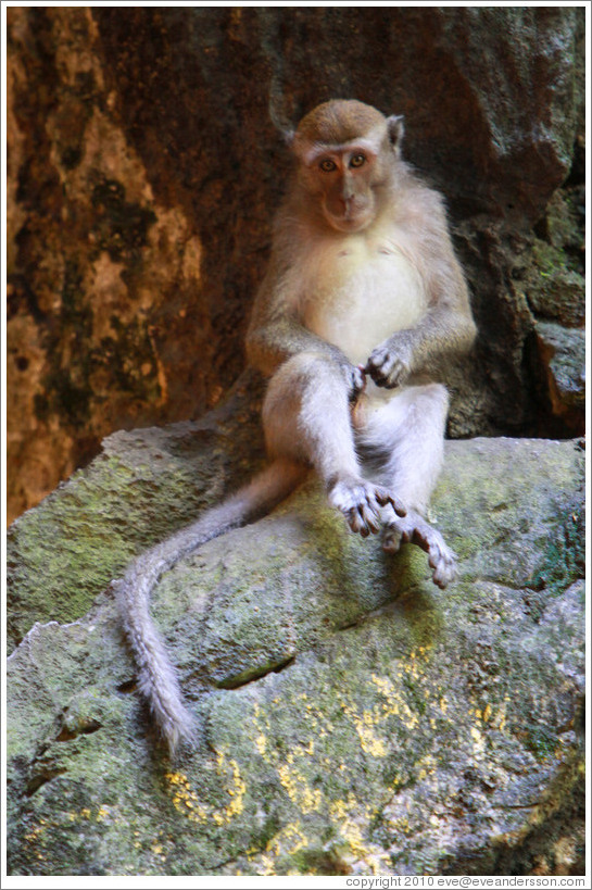 Monkey masturbating, Batu Caves.