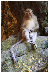 Monkey masturbating, Batu Caves.