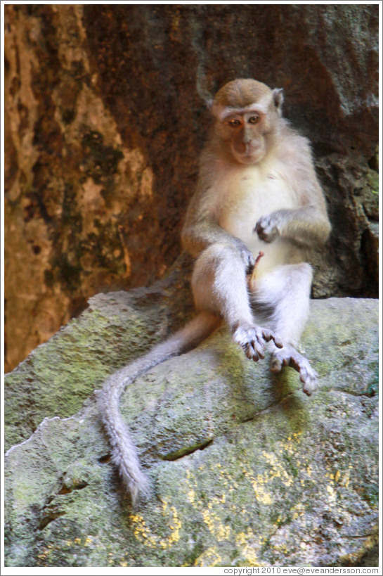 Monkey masturbating, Batu Caves.