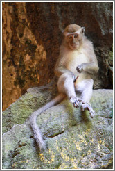 Monkey masturbating, Batu Caves.