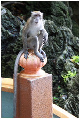 Monkey sitting on banister, stairway, Batu Caves.