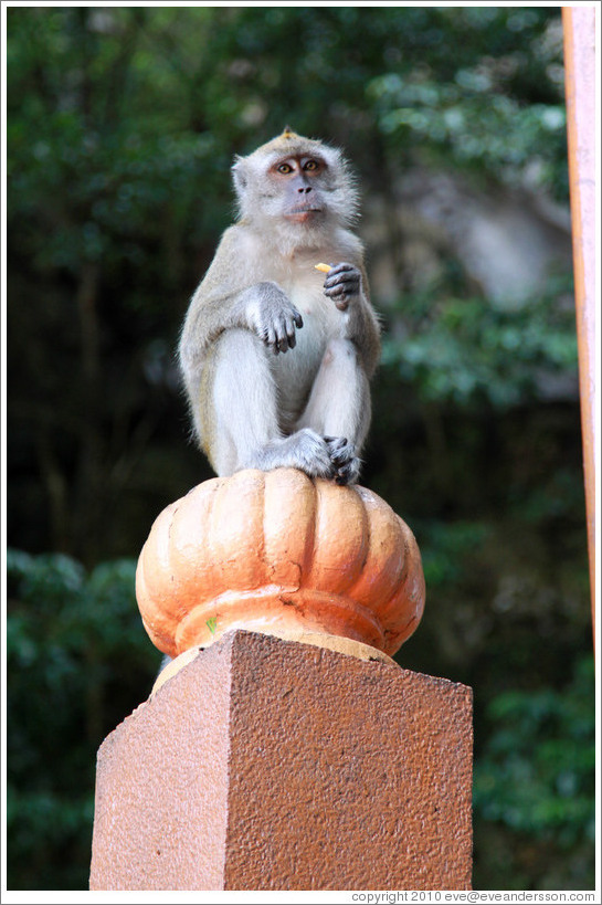 Monkey sitting on banister, stairway, Batu Caves.