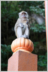 Monkey sitting on banister, stairway, Batu Caves.