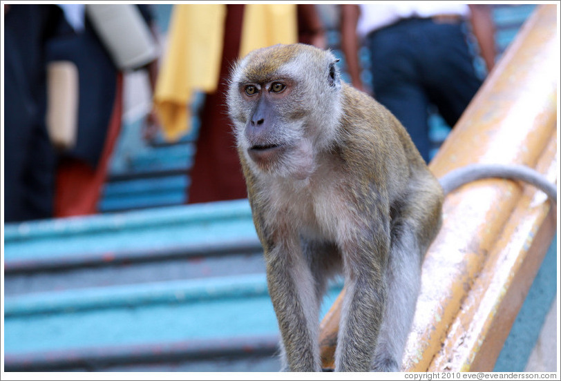 Monkey sitting on banister, stairway, Batu Caves.