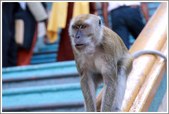 Monkey sitting on banister, stairway, Batu Caves.