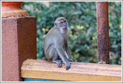 Monkey sitting on banister, stairway, Batu Caves.