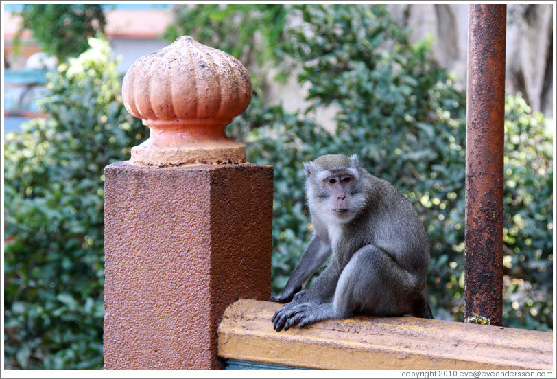 Monkey sitting on banister, stairway, Batu Caves.