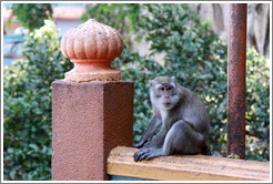 Monkey sitting on banister, stairway, Batu Caves.