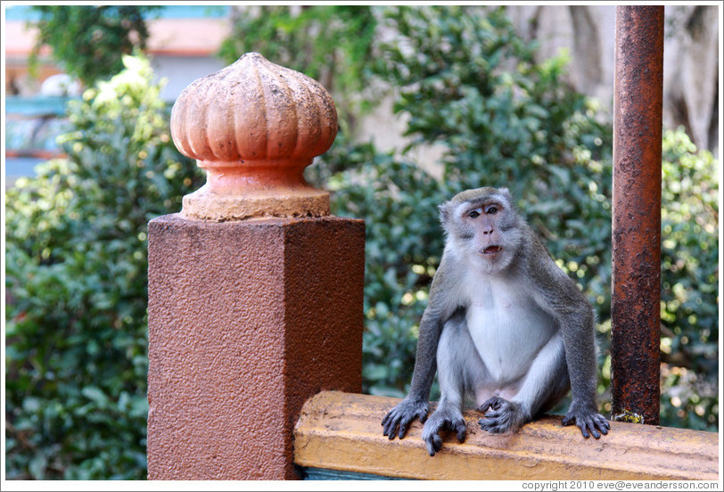 Monkey sitting on banister, stairway, Batu Caves.