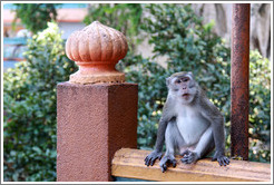 Monkey sitting on banister, stairway, Batu Caves.