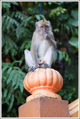 Monkey sitting on banister, stairway, Batu Caves.