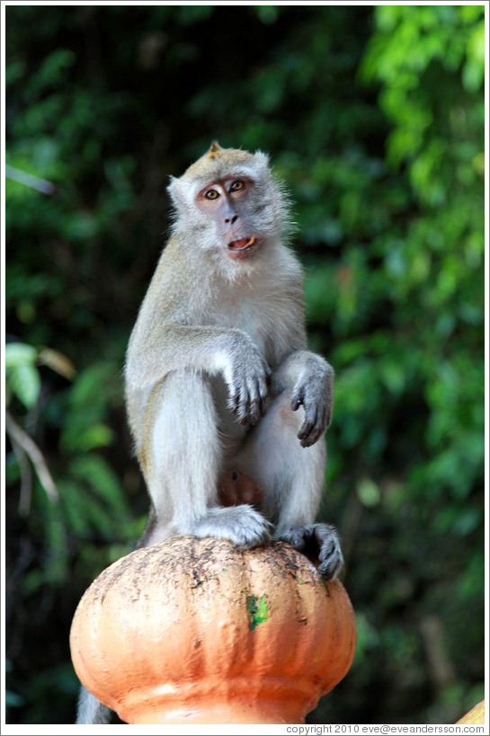 Monkey sitting on banister, stairway, Batu Caves.