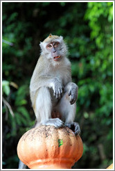 Monkey sitting on banister, stairway, Batu Caves.