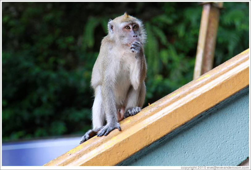 Monkey sitting on banister, stairway, Batu Caves.