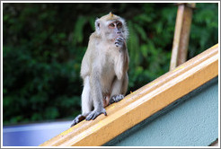 Monkey sitting on banister, stairway, Batu Caves.