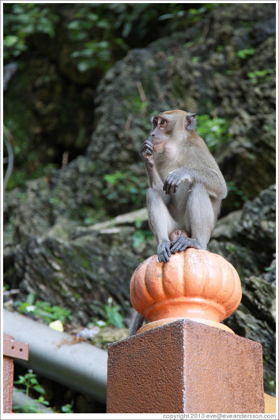 Monkey sitting on banister, stairway, Batu Caves.