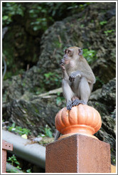 Monkey sitting on banister, stairway, Batu Caves.