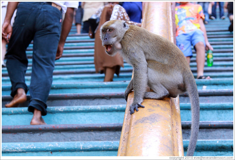 Monkey sitting on banister as people walk by, stairway, Batu Caves.